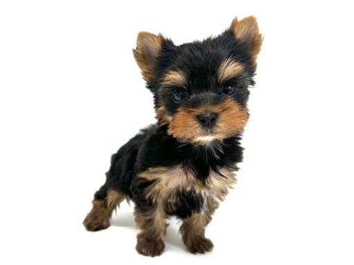 ヨークシャテリア