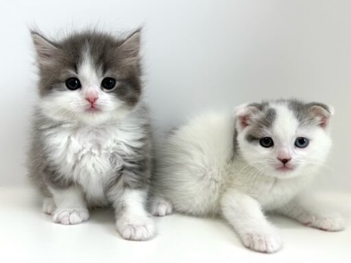 スコティッシュフォールド