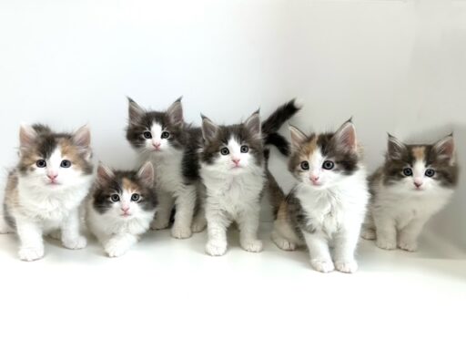 ノルウェージャンフォレストキャット