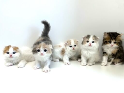 スコティッシュフォールド