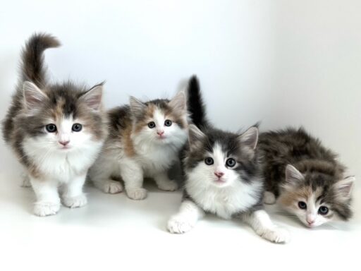 ノルウェージャンフォレストキャット