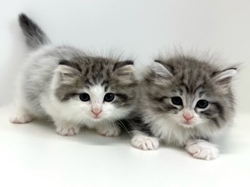 ノルウェージャンフォレストキャット