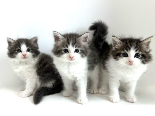 ノルウェージャンフォレストキャット