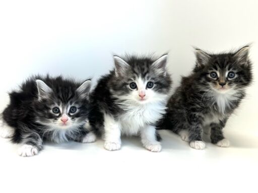 ノルウェージャンフォレストキャット