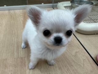 チワワのシフォンちゃん専用りんご4キロ チワワ 】小さめ！つるりんBODYのフォーンカラーのスムチー